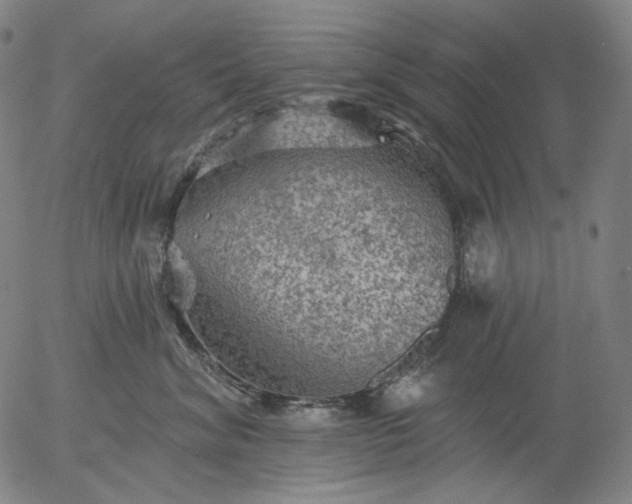 X0000055990620200509021640