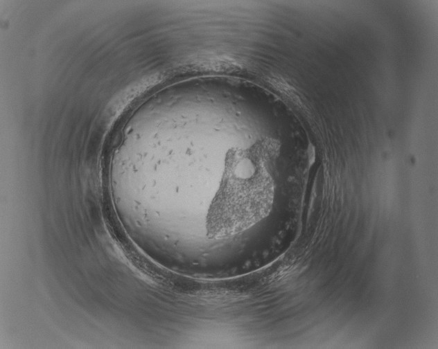 X0000055990630200509021639