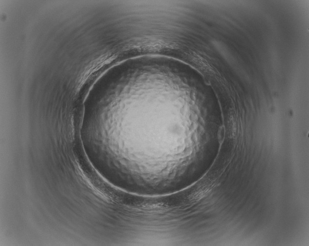 X0000055990638200509021639