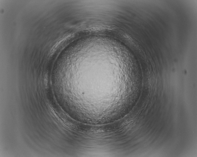 X0000055990640200509021639