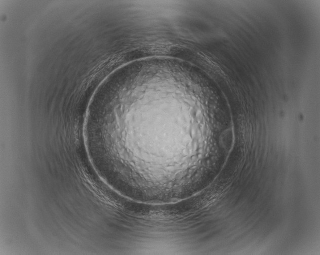 X0000055990641200509021639