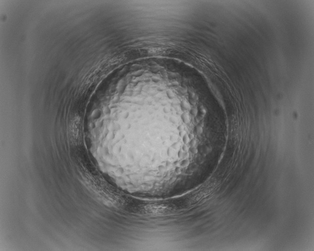 X0000055990650200509021639