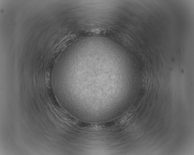 X0000055990656200509021639