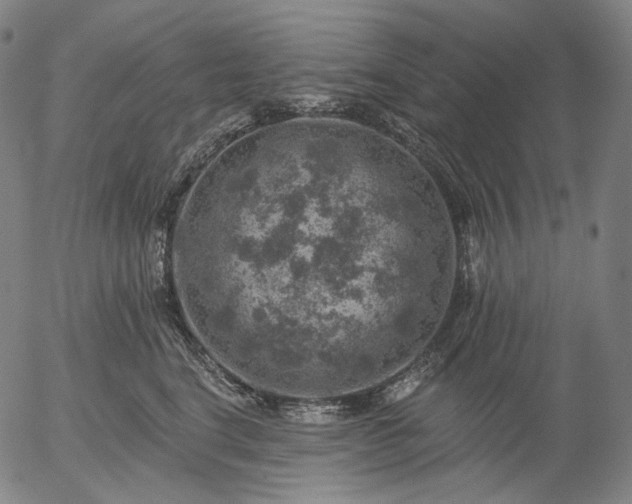 X0000055990664200509021640