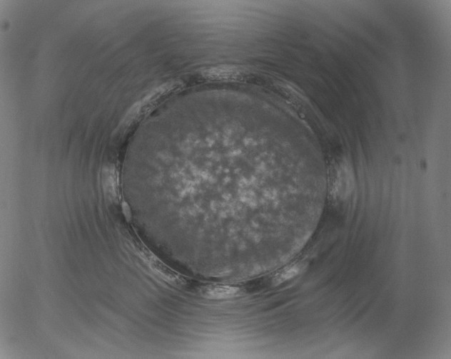 X0000055990669200509021640