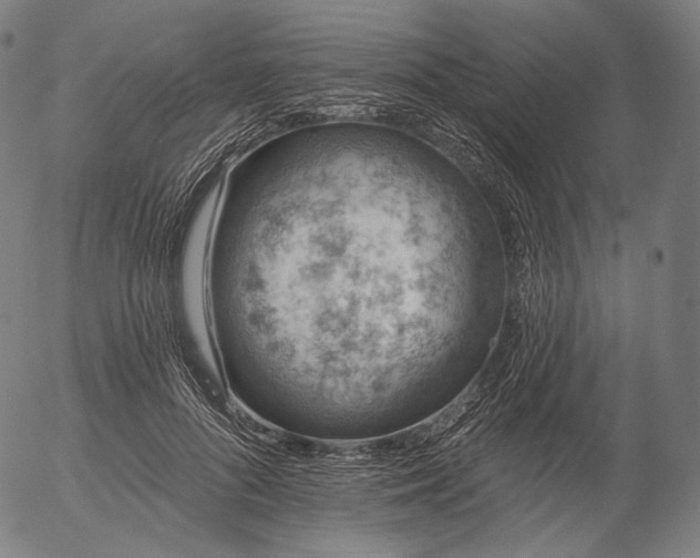 X0000055990696200509021639