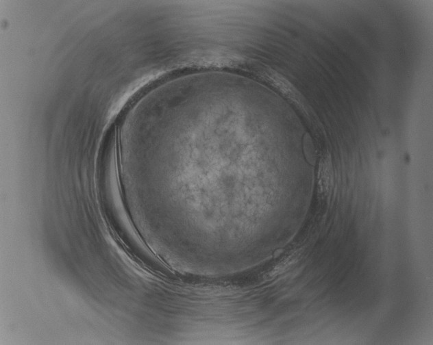 X0000055990722200509021637