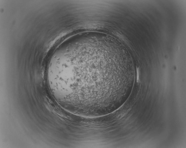 X0000055990723200509021637