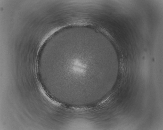 X0000055990726200509021637