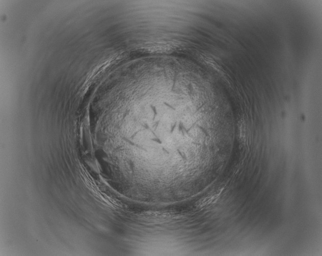 X0000055990733200509021638