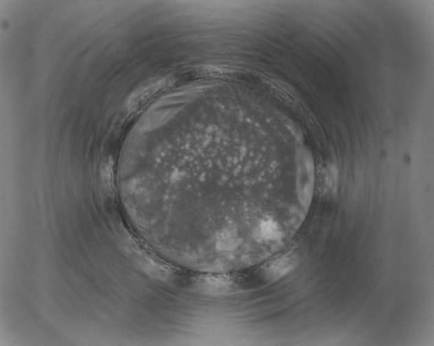 X0000055990765200509021638