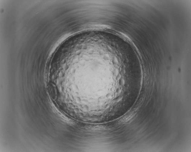 X0000055990851200509021636