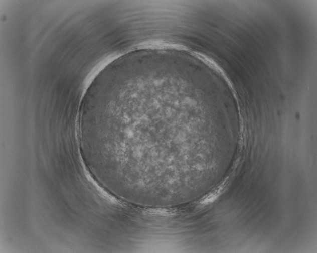 X0000055990855200509021636