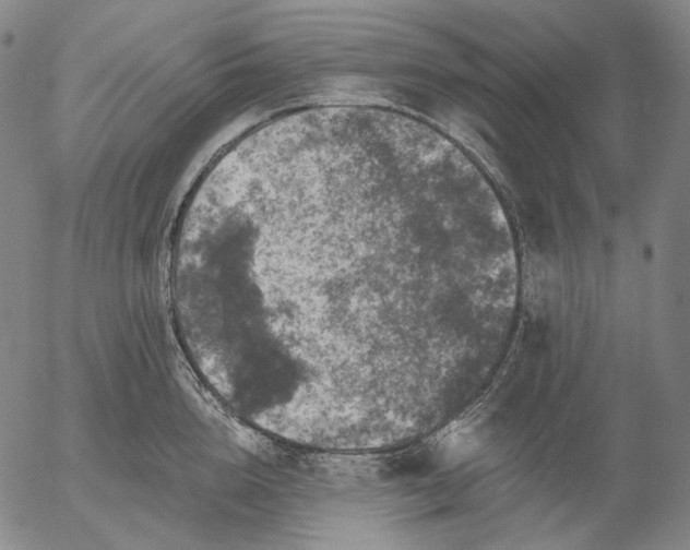 X0000055990856200509021636