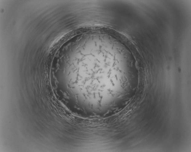 X0000055990871200509021636