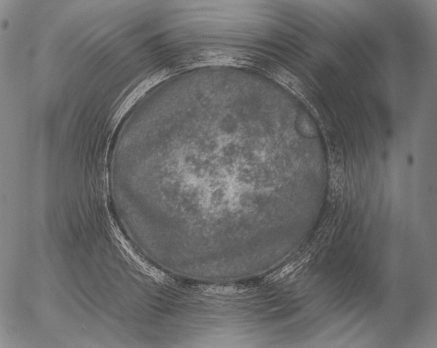 X0000055990890200509021635