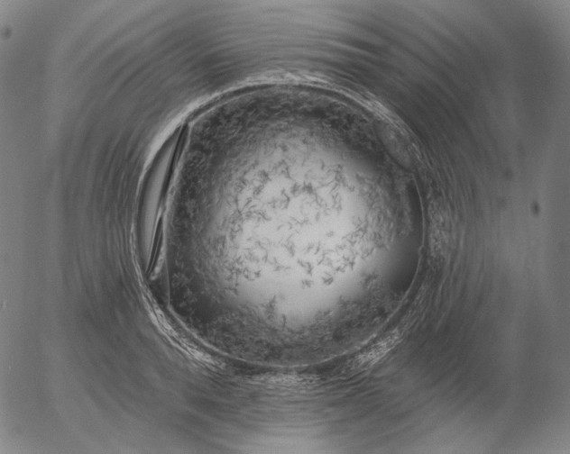 X0000055990896200509021635