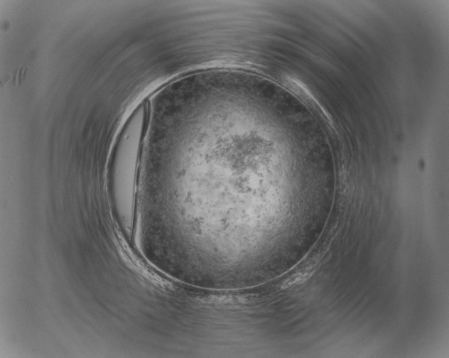 X0000055990900200509021635