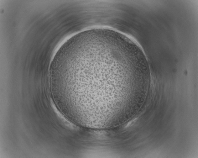 X0000055990911200509021635