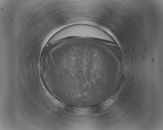 X0000055990951200509021635