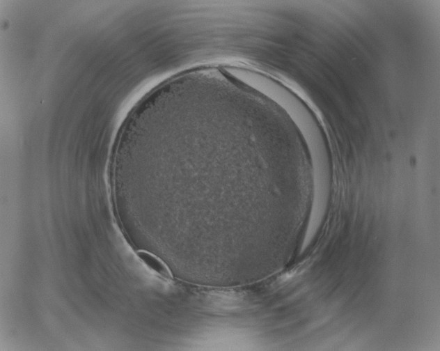 X0000055990959200509021635