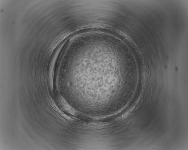 X0000055990977200509021634