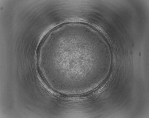 X0000055990990200509021634