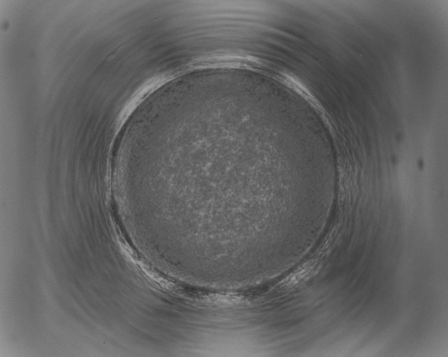 X0000055990994200509021633