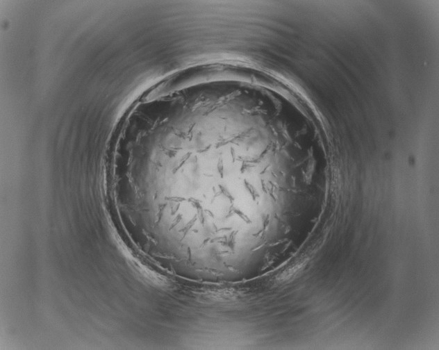 X0000055990999200509021633