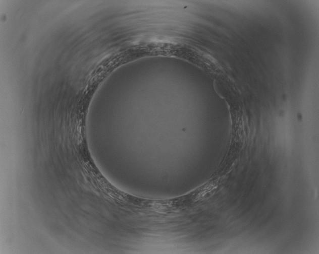 X0000055991013200509021633