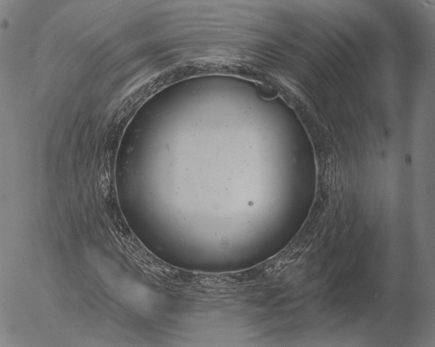 X0000055991015200509021633