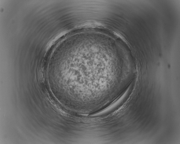 X0000055991018200509021633