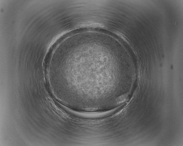 X0000055991022200509021633