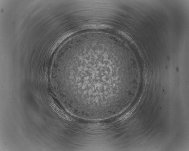 X0000055991025200509021633