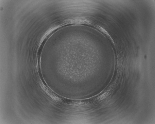 X0000055991035200509021633