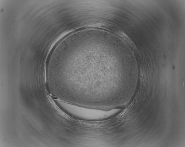 X0000055991036200509021633