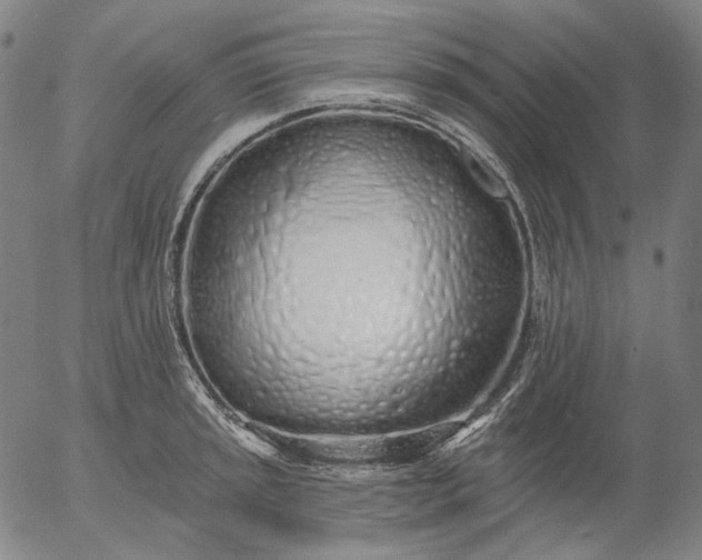 X0000055991045200509021633