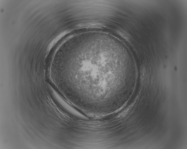 X0000055991066200509021632