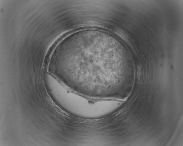 X0000055991068200509021632