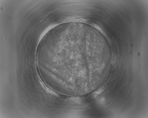 X0000055991094200509021632