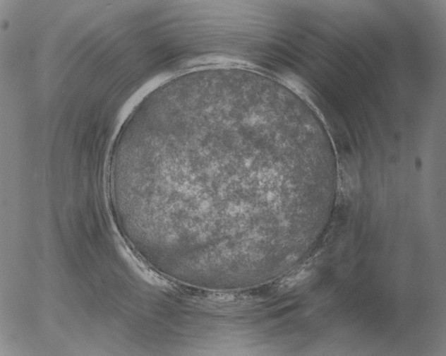 X0000055991098200509021632