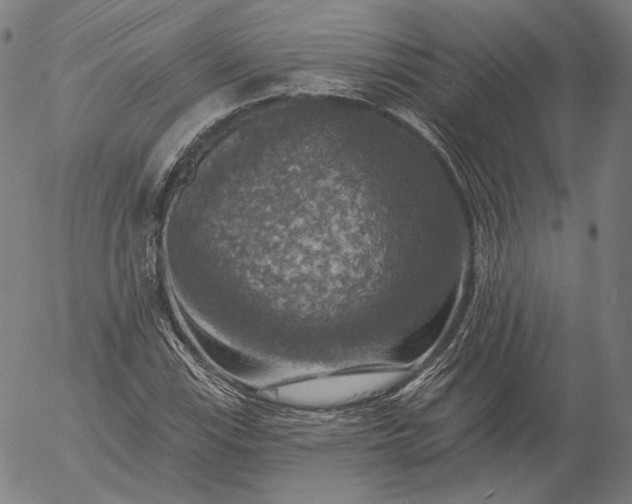 X0000055991115200509021631