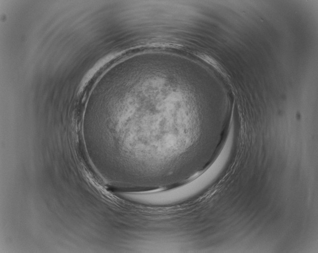 X0000055991120200509021631