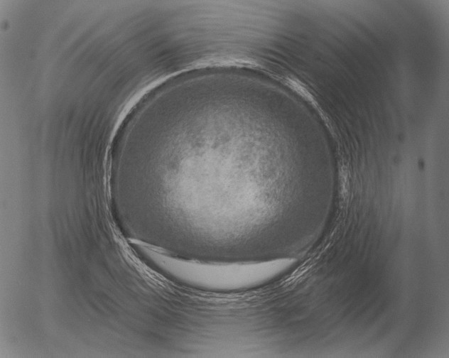 X0000055991124200509021631