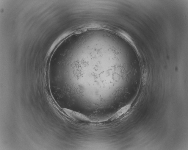 X0000055991146200509021632