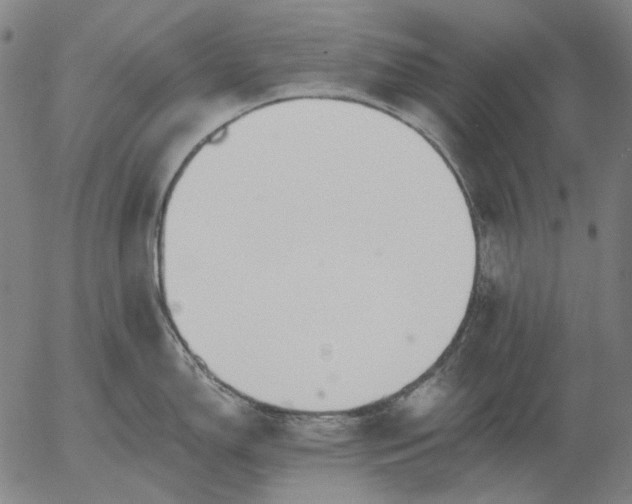 X0000055991150200509021632