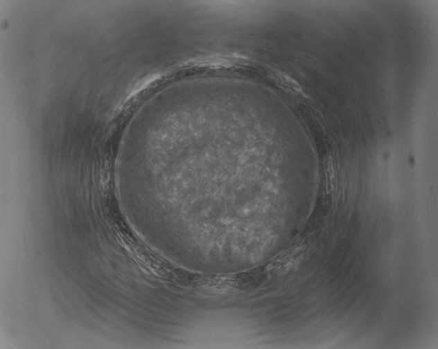 X0000055991158200509021631