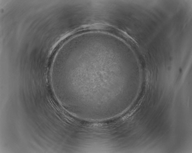 X0000055991166200509021631