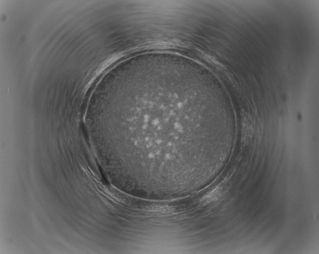 X0000055991170200509021631