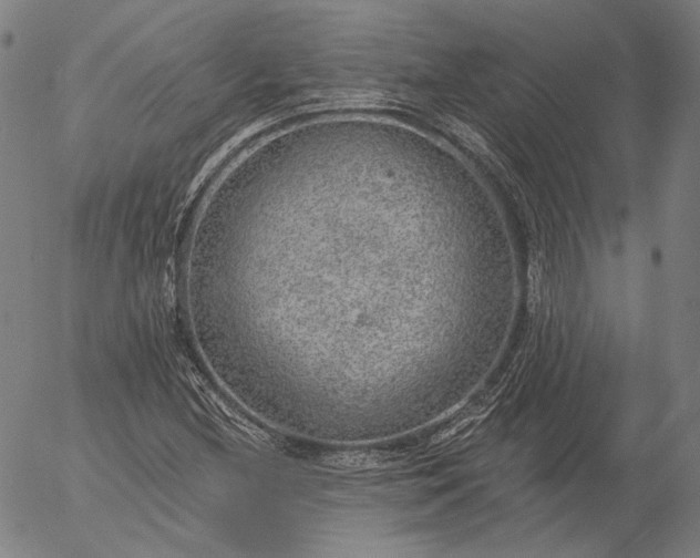 X0000055991212200509021629